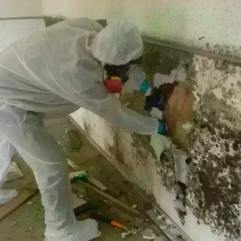 Mold Remediation and Removal in Benton County, IN